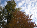 Tapeta Radim-podzimn obloha