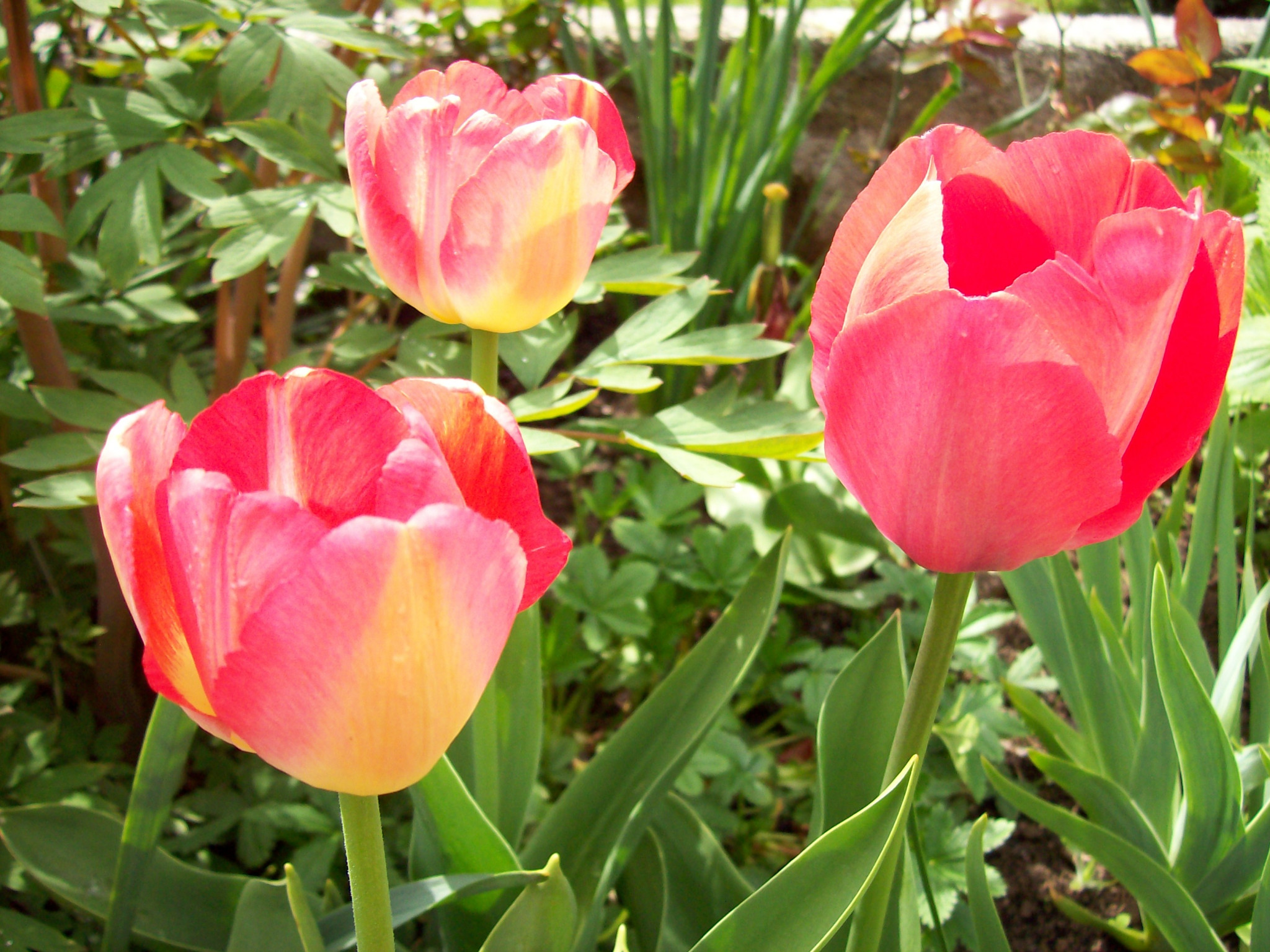 Tapeta ruzove_tulipany