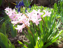 Tapeta Rov hyacint