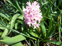 Tapeta Rov hyacint 1