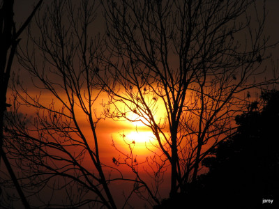 Tapeta: slunce za stromy