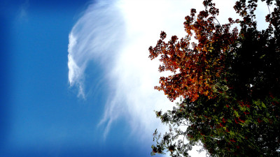 Tapeta: Strom na nebi