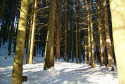 Tapeta stromy v zimnim lese