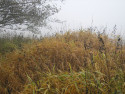 Tapeta Svitavsk podzimn mlha 10