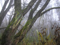 Tapeta Svitavsk podzimn mlha 24