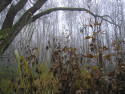 Tapeta Svitavsk podzimn mlha 25