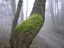 Tapeta Svitavsk podzimn mlha 27