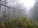 Tapeta Svitavsk podzimn mlha 30