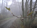 Tapeta Svitavsk podzimn mlha 31