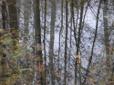 Tapeta Svitavsk podzimn mlha 36