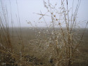 Tapeta Svitavsk podzimn mlha 40