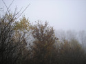 Tapeta Svitavsk podzimn mlha 44