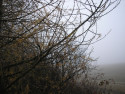 Tapeta Svitavsk podzimn mlha 45