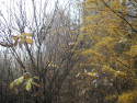 Tapeta Svitavsk podzimn mlha 48
