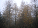 Tapeta Svitavsk podzimn mlha 55