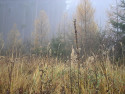 Tapeta Svitavsk podzimn mlha 60