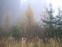 Tapeta Svitavsk podzimn mlha 61