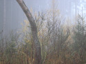 Tapeta Svitavsk podzimn mlha 64
