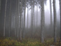 Tapeta Svitavsk podzimn mlha 66