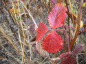 Tapeta Svitavsk podzimn mlha 72