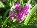 Tapeta Tmavrov hyacint