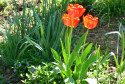 Tapeta Trojice rudch tulipn
