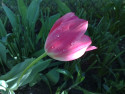 Tapeta Tulipn v rose
