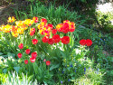 Tapeta Tulipny na zahrad
