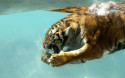 Tapeta Tygr pod vodou