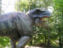 Tapeta Tyranosaurus REX