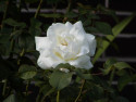 Tapeta White Rose