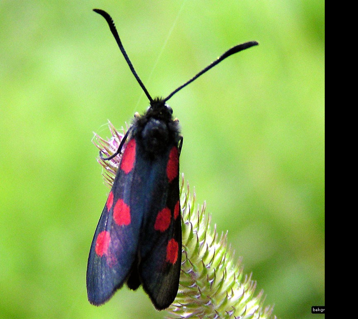 Tapeta zygaenaviciae